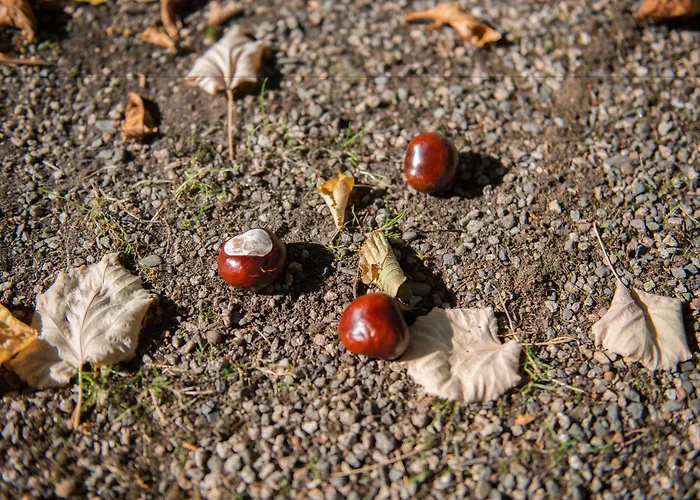 Konukevi Moerla Rudolstadt